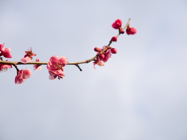 赞美梅花的一句话46句